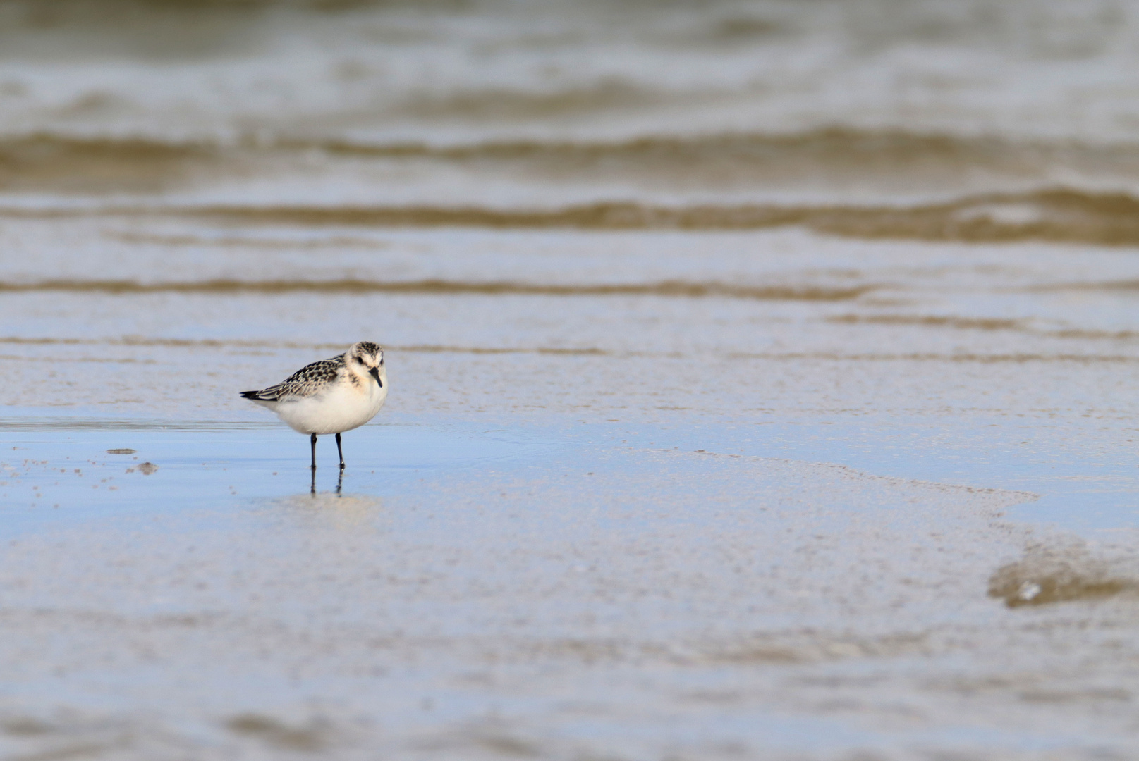 Sanderling