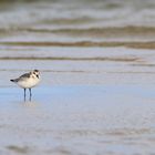 Sanderling