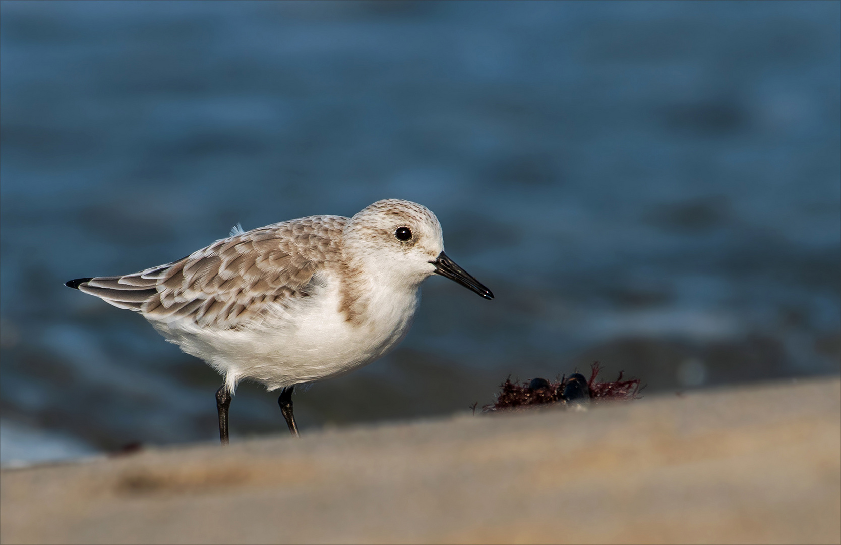 Sanderling Foto & Bild ostsee, meer, natur Bilder auf