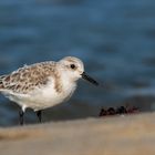 Sanderling