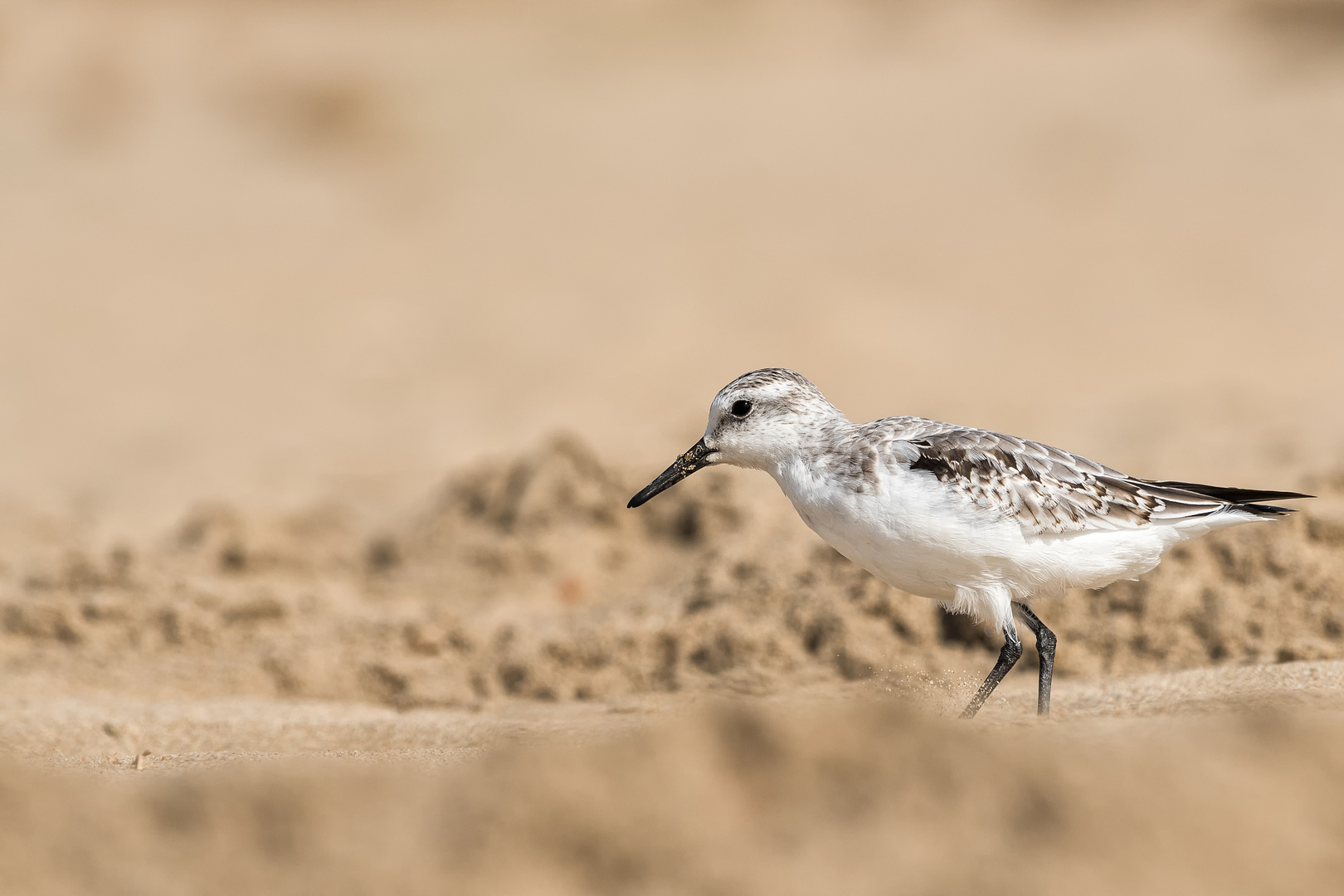 __sanderling__