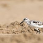 __sanderling__