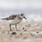 Sanderling