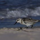 Sanderling