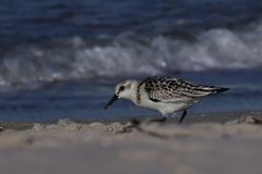 Sanderling