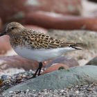 Sanderling