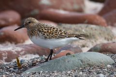 Sanderling