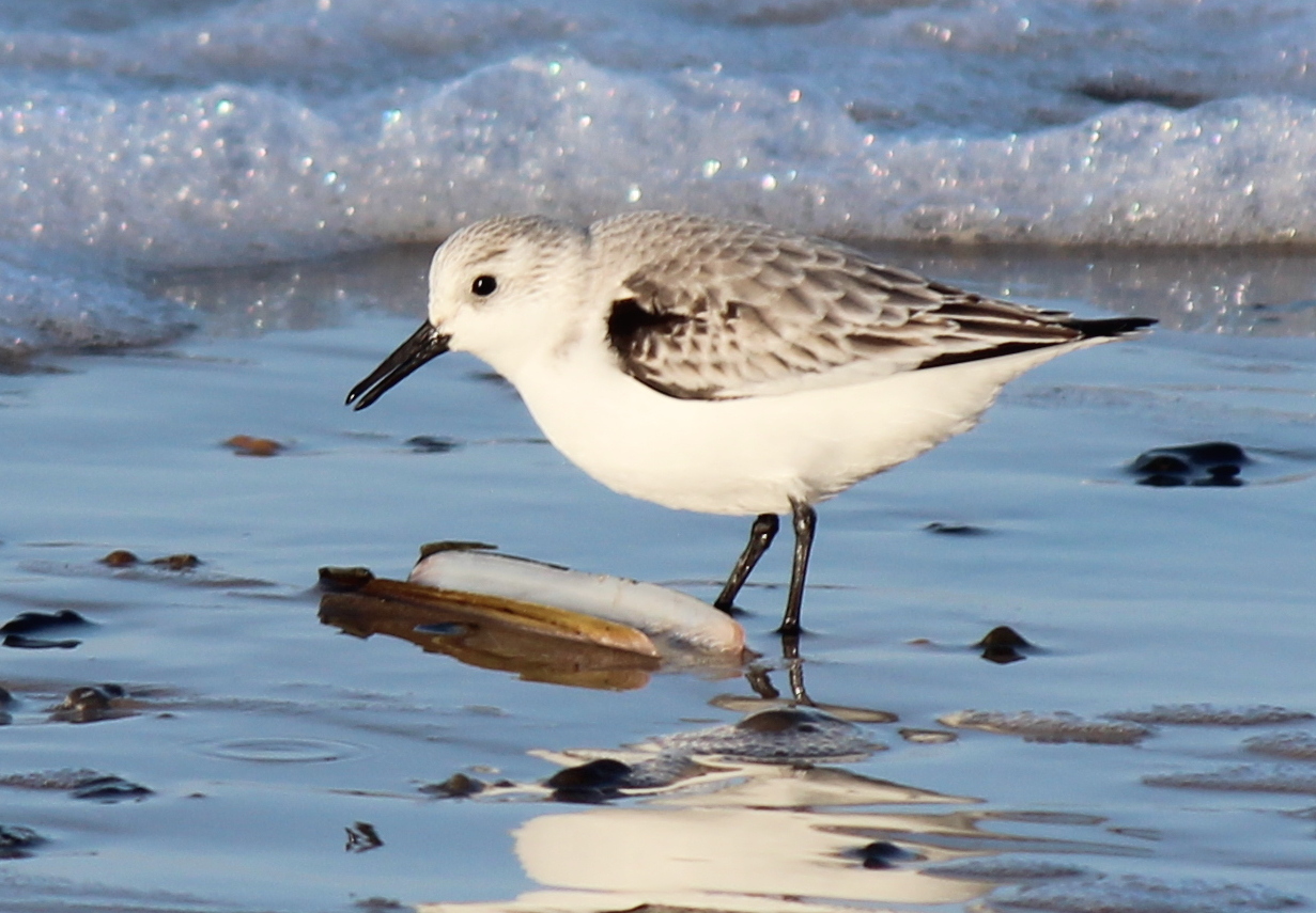 Sanderling