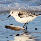 Sanderling