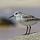 Sanderling