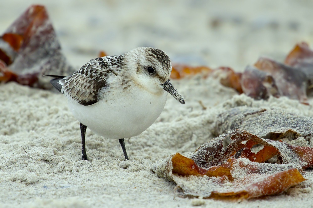 Sanderling