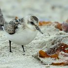 Sanderling