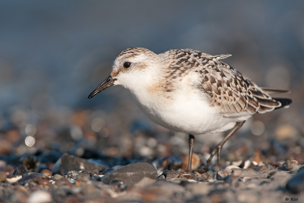 Sanderling