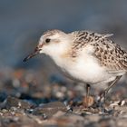 Sanderling