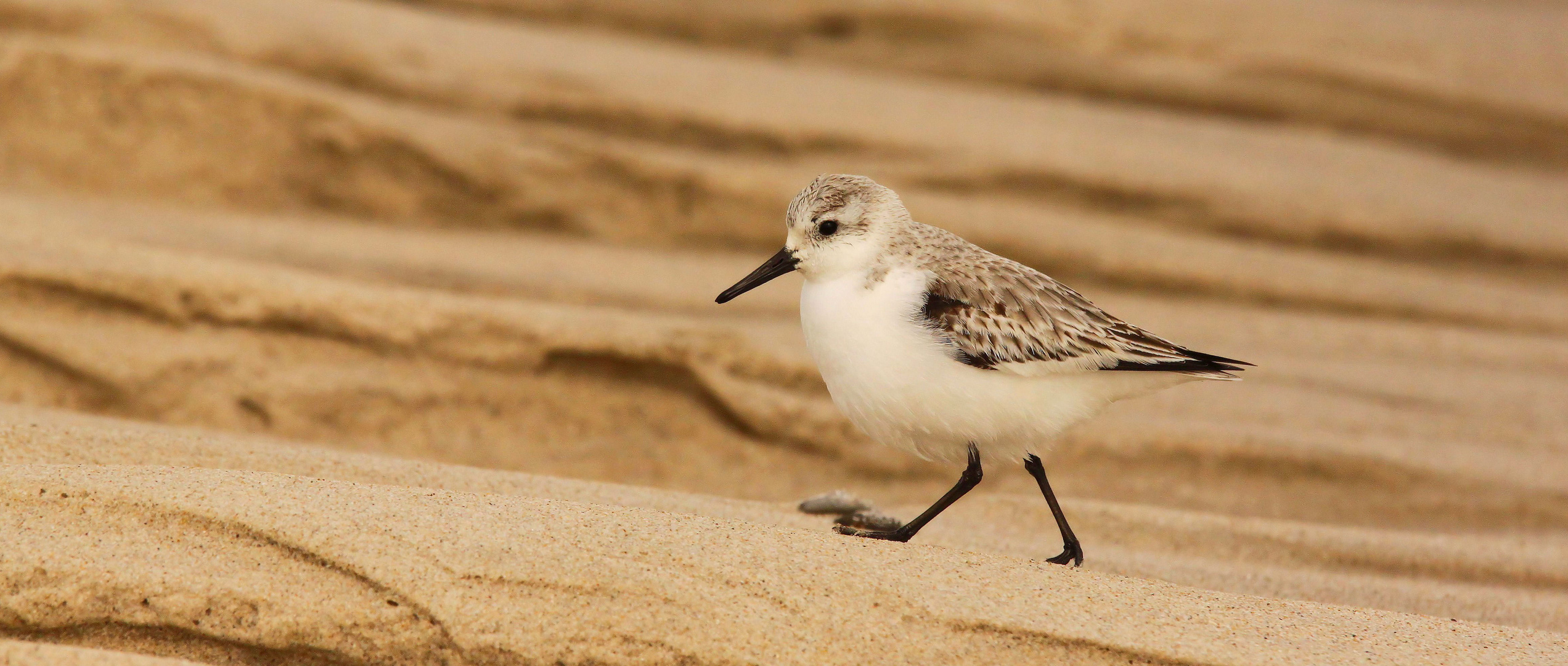 Sanderling !!!! Danke an Uwe für die Korrektur !!!!