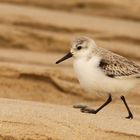 Sanderling !!!! Danke an Uwe für die Korrektur !!!!