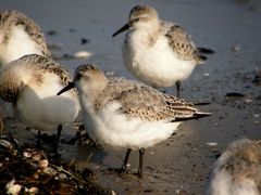 Sanderling