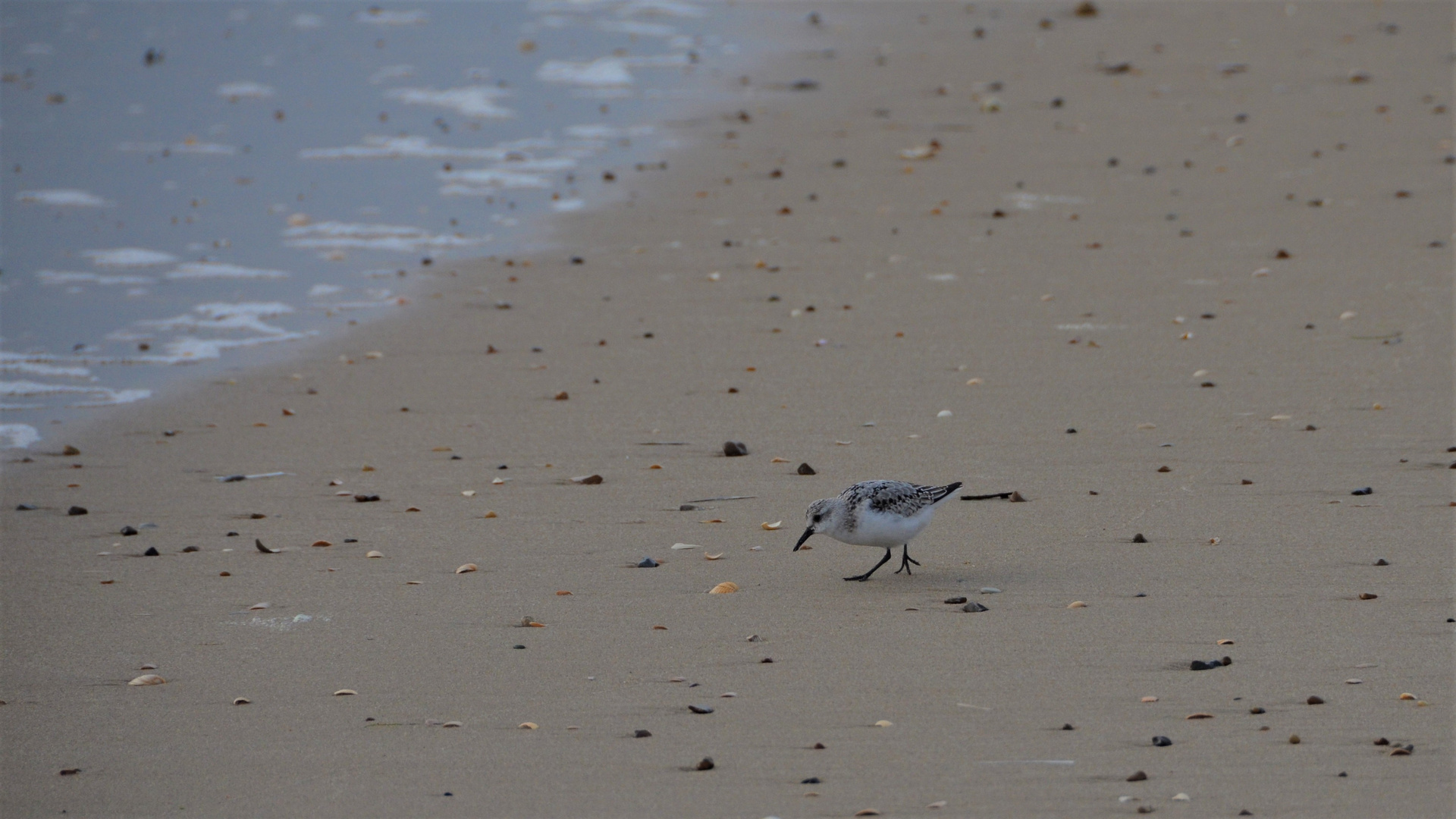 Sanderling