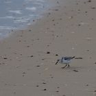 Sanderling