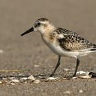 Sanderling