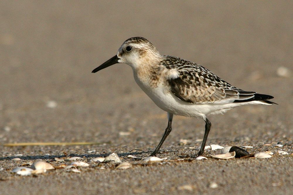 Sanderling