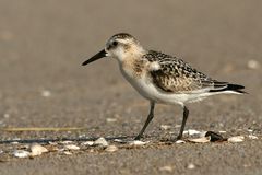 Sanderling