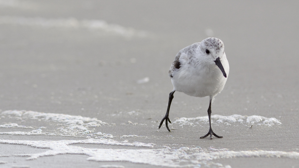 Sanderling