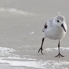 Sanderling