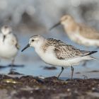 Sanderling