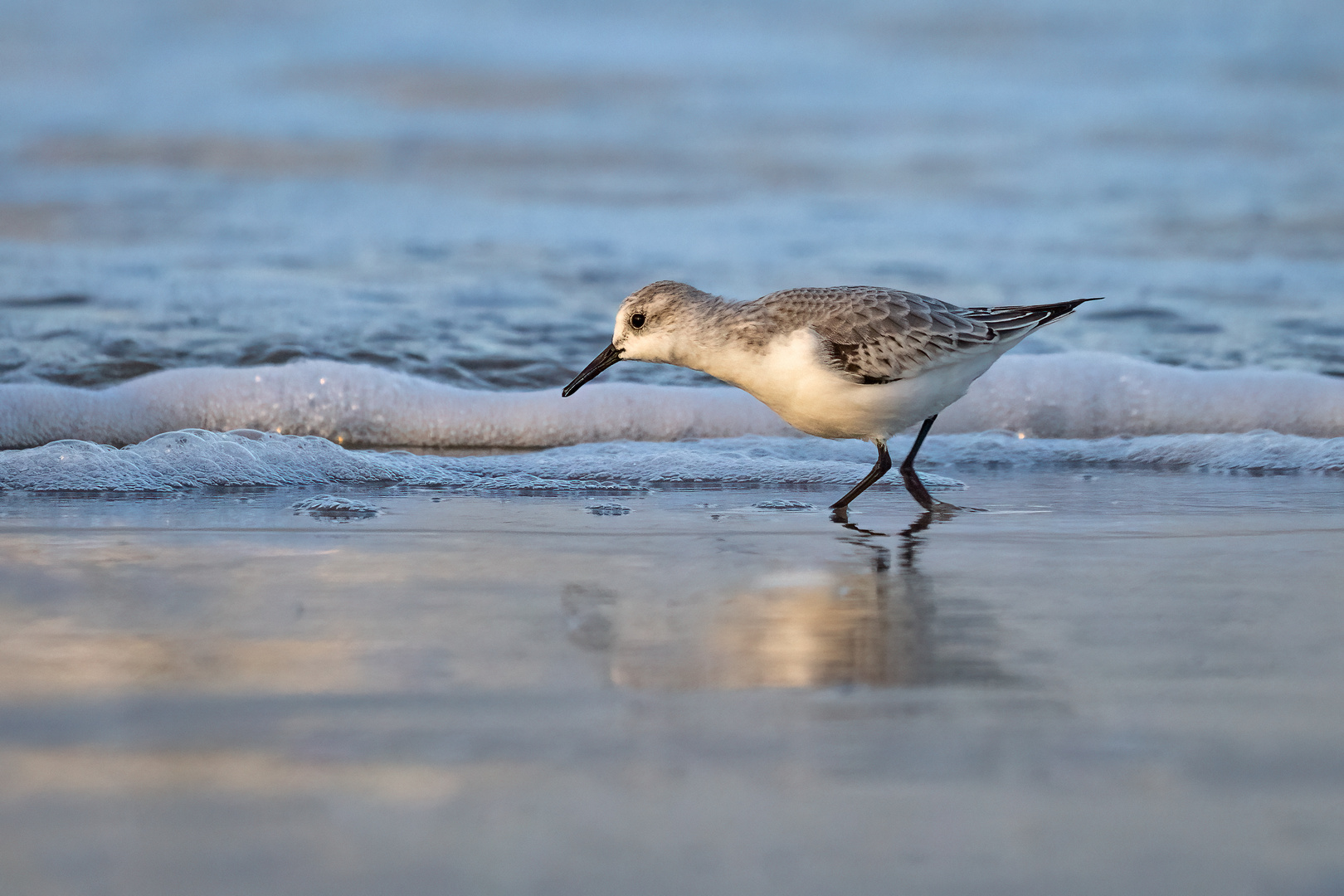 Sanderling