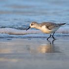 Sanderling