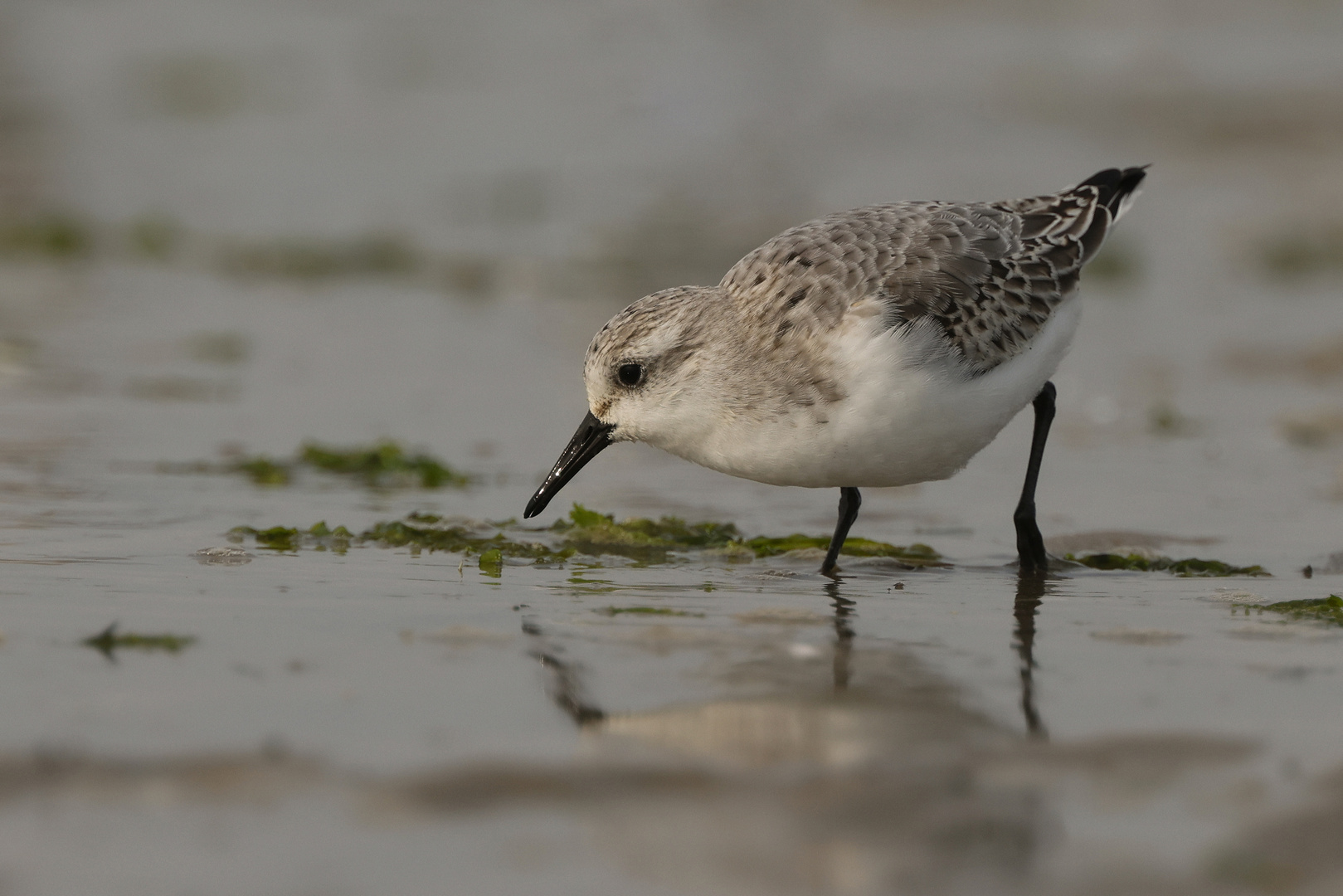 Sanderling