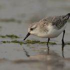 Sanderling