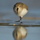 Sanderling