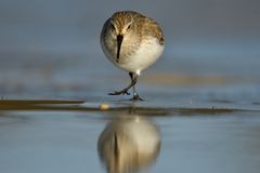 Sanderling