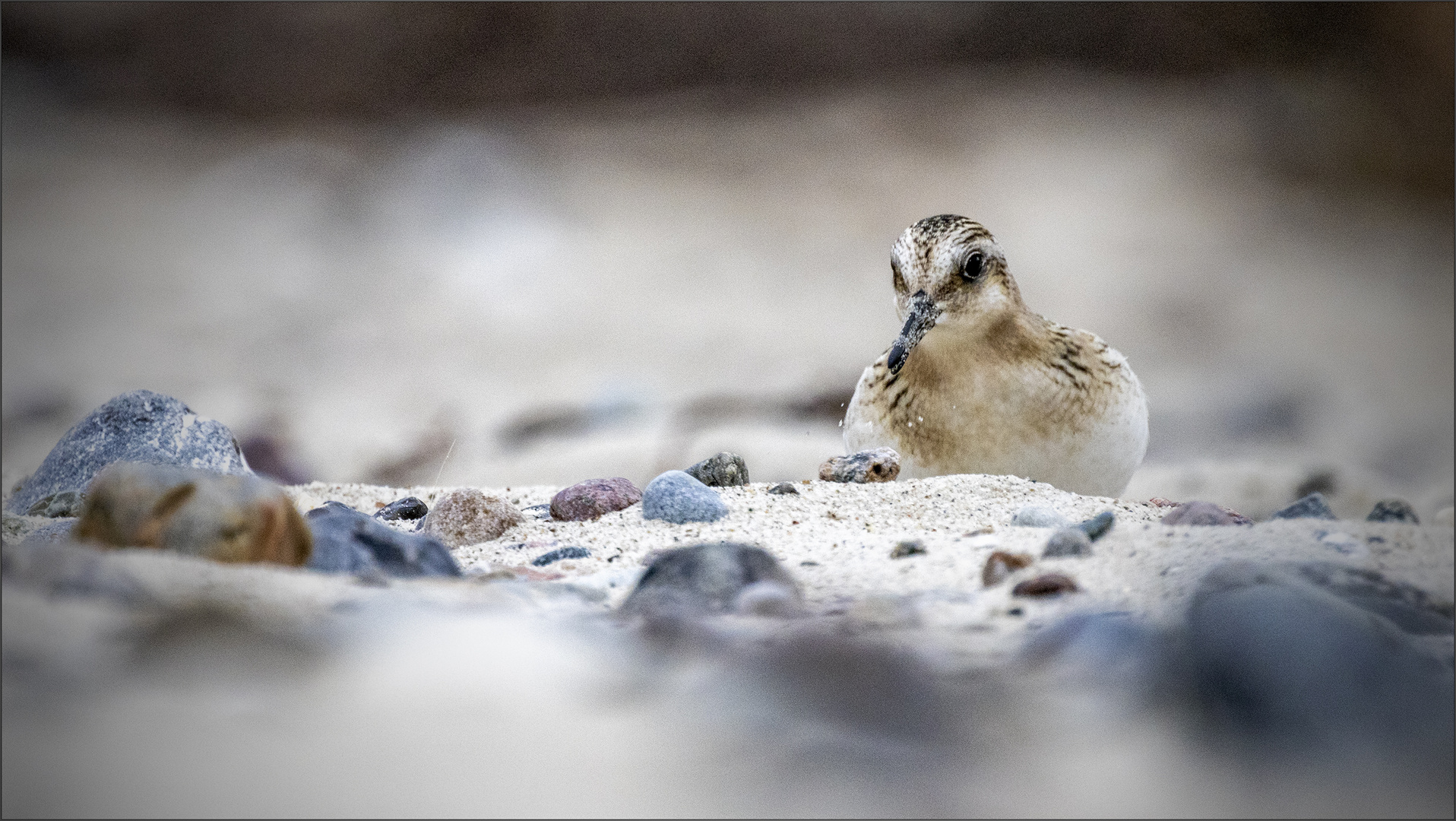 Sanderling