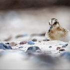 Sanderling