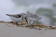 Sanderling