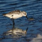 Sanderling