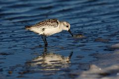 Sanderling