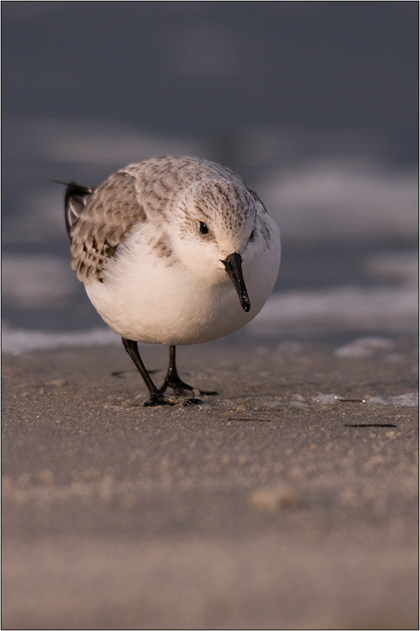 Sanderling