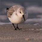 Sanderling