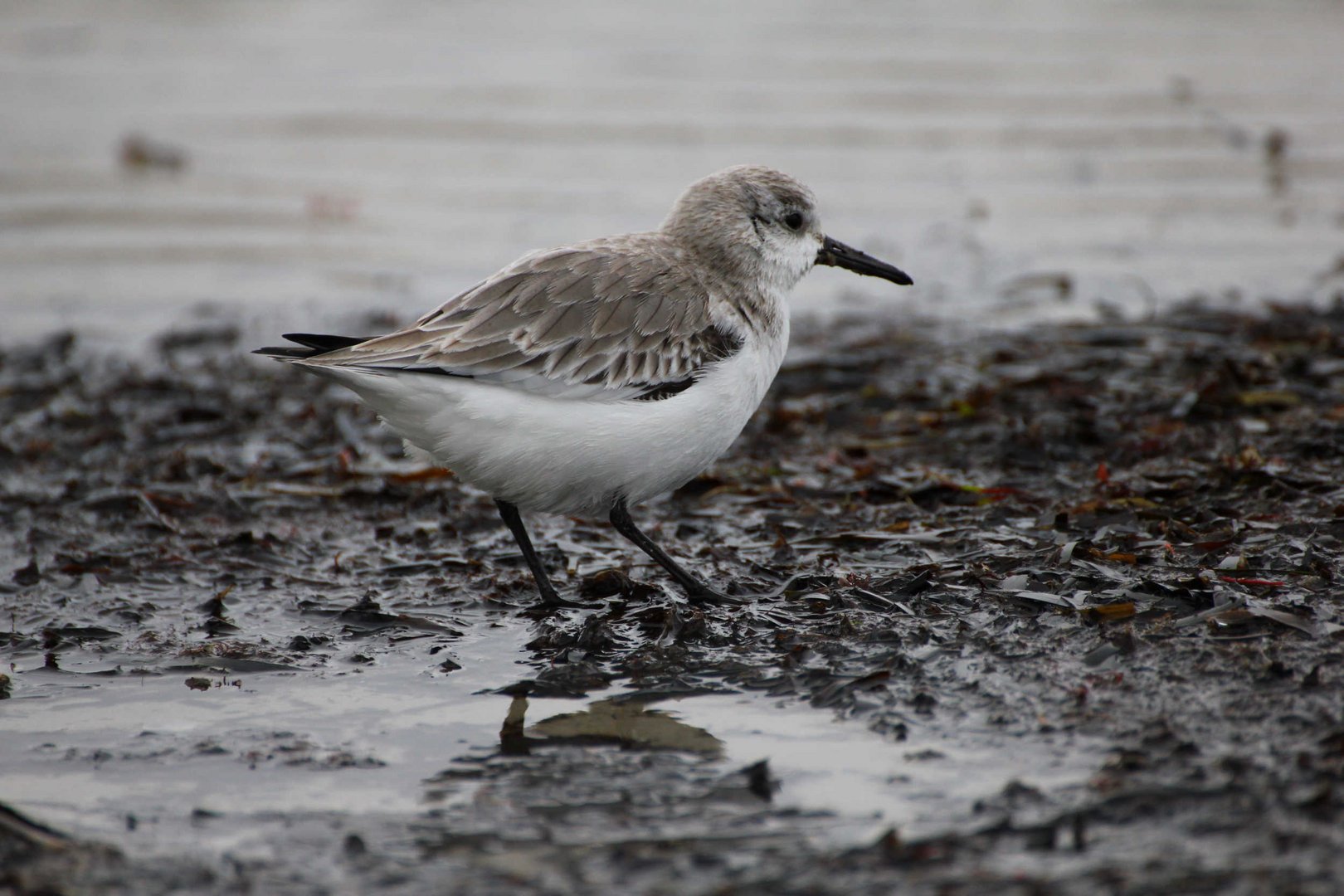 Sanderling