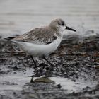 Sanderling