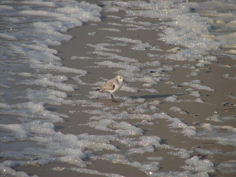 ~Sanderling~