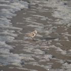 ~Sanderling~