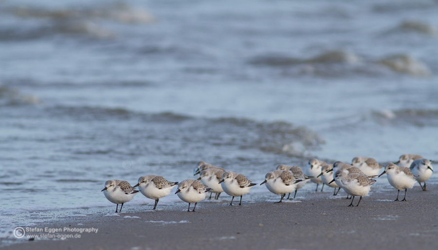 Sanderling