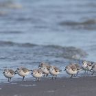 Sanderling