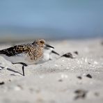 Sanderling