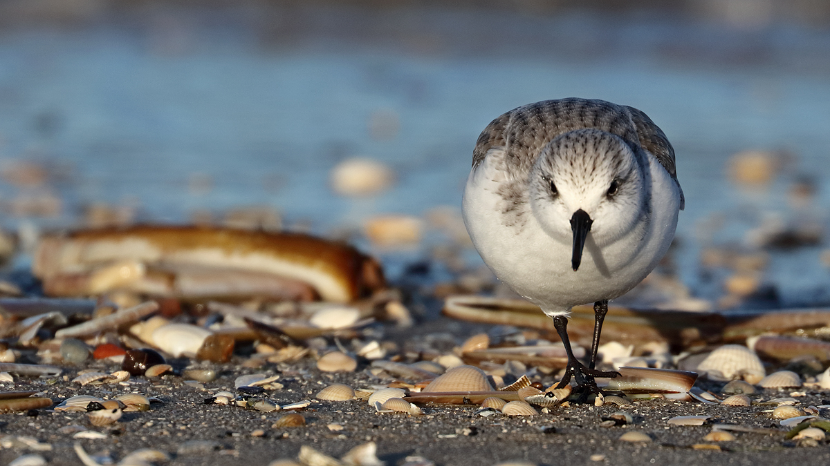 Sanderling